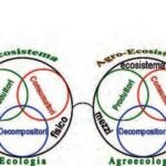 AGROECOLOGIA ED EFFICIENZA ECOLOGICA